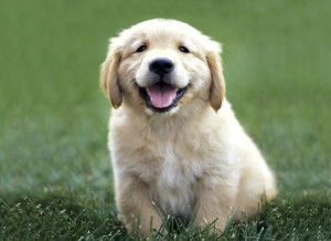 Digging into Digital Puppy