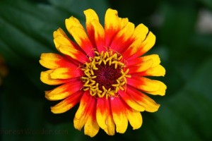 hippie-flower