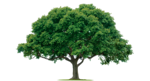 home-tree