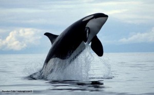 ORCINUS ORCA